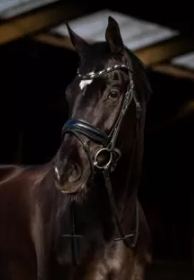hoofdstel showtime cob zwart/zwart glitter dark eagle